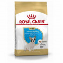 ROYAL CANIN BHN French Bulldog Junior - 3 kg sausā barība Franču Buldogu šķirnes kucēniem līdz 12 mēnešu vecumam